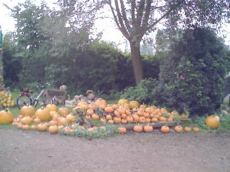 les potirons